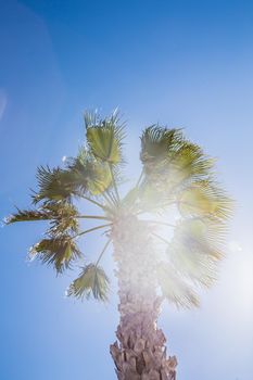 Sunbeam coming through palm tree leaves