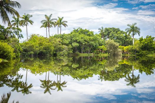 Fairchild tropical botanical garden, Miami, FL, USA. Beautiful palm trees with reflection in lake
