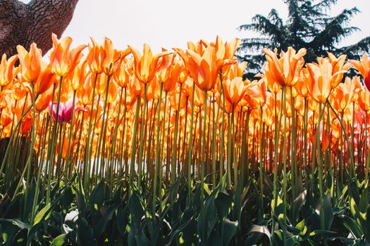 Blooming tulips  flowers in  as  floral plant  background