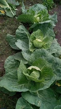 Background witn Big cabbage field. Ripe harvest on a Farm or Greenhouse.