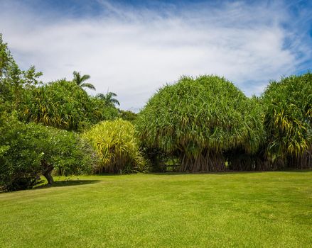 Beautiful garden with nice lawn and palms