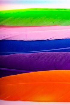 Studio shot photo of colored bird feathers as texture background