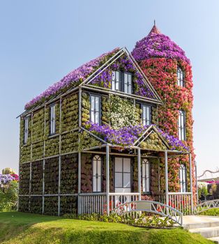 DUBAI, UAE - JANUARY 20: Miracle Garden in Dubai, on January 20, 2014, Dubai, UAE. Beautiful Miracle Garden with 45 million flowers