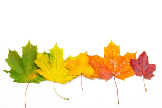 Maple leaves on a white background . Autumn. Colored leaves. White background. Copy Space