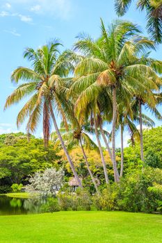 Beautiful garden with nice lawn and palms