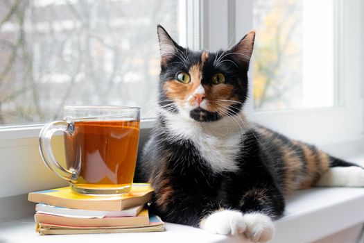A domestic cat with a tea . Autumn. September, October, November. The cold season. A new season. Pet