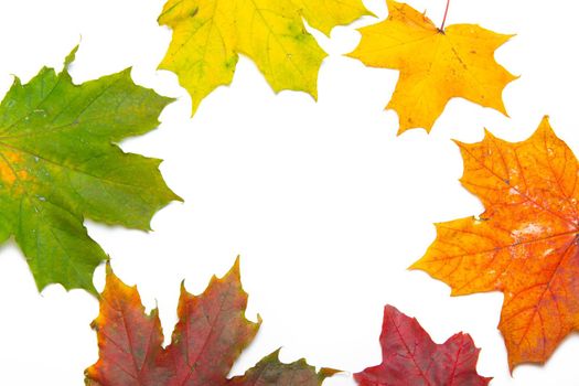 Maple leaves on a white background . Autumn. Colored leaves. White background. Copy Space