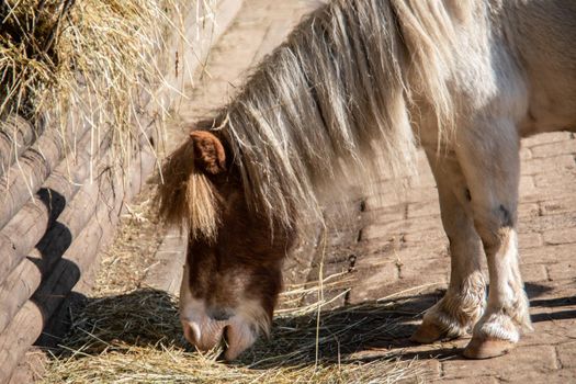 Horses and donkeys eating in the pasture