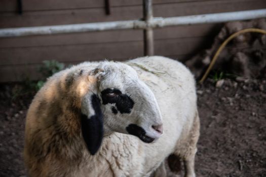 Sheep run around looking for food