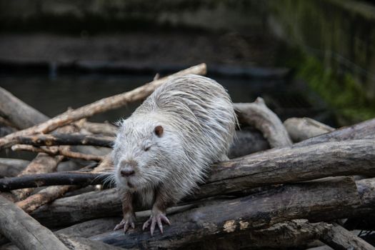 Nutria clean themselves and swim in the pond