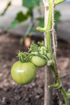 Green tomatoes growing in greenhouse in garden