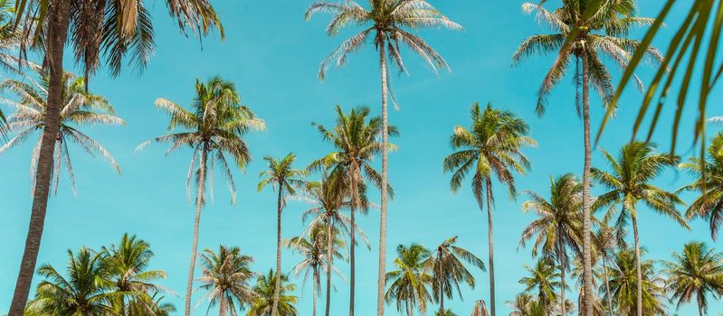 Coconut palm trees under blue sky. Vintage background. Retro toned. Soft focus