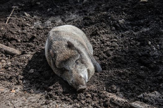 Wild boars roam the forest in search of forage