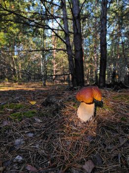 Large cep mushroom grows in coniferous wood. Royal porcini food in nature. Boletus growing in wild wood