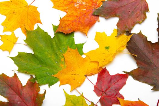 Maple leaves on a white background . Autumn. Colored leaves. White background. Copy Space