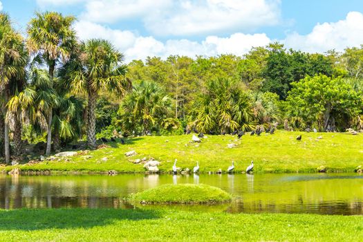 Lake with many birds in a summer park