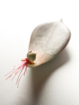 Small roots that grow from the base of the succulent plant leaf