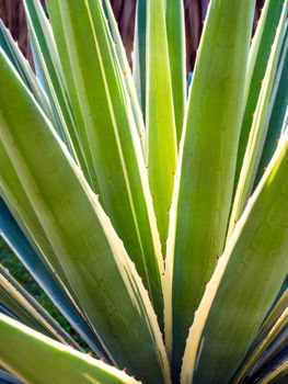 Sharp thorn on leaf of Agave succulent plant, Agave maguey, freshness leaves with thorn of Caribbean agave