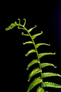 Freshness Green leaf of Fern on black background