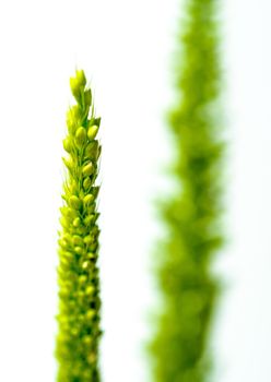 Detail of freshness the new bouquet Bamyard grass on white backgroud