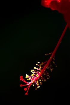 Stamens and pollen on stalks holding long pollen of red hibiscus flower