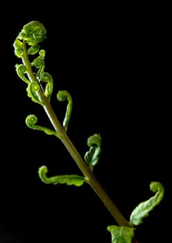 Freshness Green leaf of Fern on black background