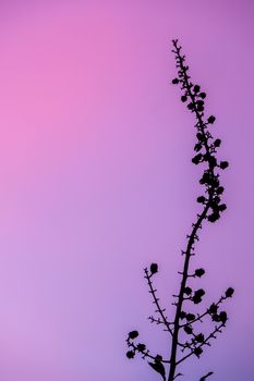 Bunch of pods and seeds of Lagerstroemia trees and colors of the evening sky