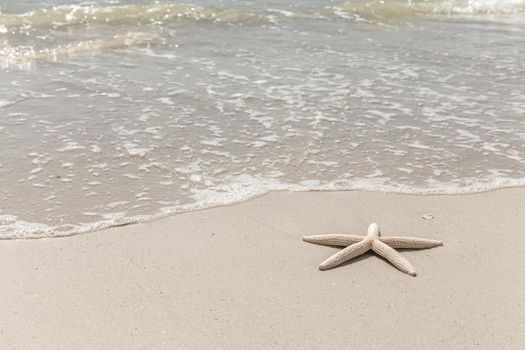 Starfish on the beach