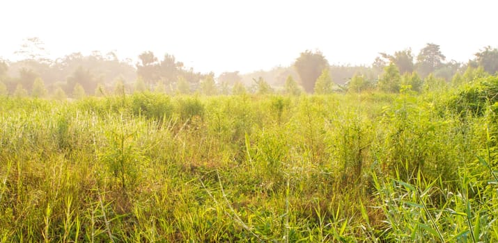 Golden light of morning sun on the grassland in the countryside