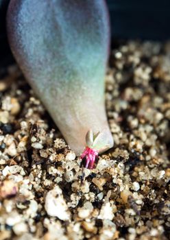 Small roots that grow from the base of the succulent plant leaf