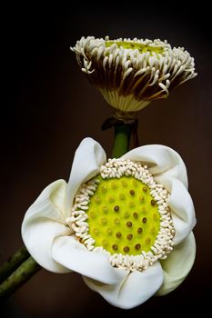 White lotus pods and pollen