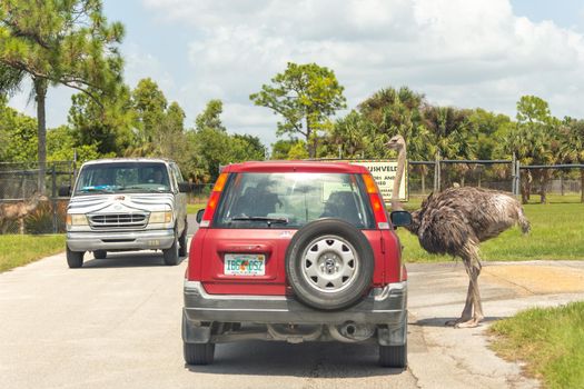 Florida, USA - September 19, 2019: Lion Country Safari drive through park in West Palm Beach Florida. Cars driving near animals in zoo