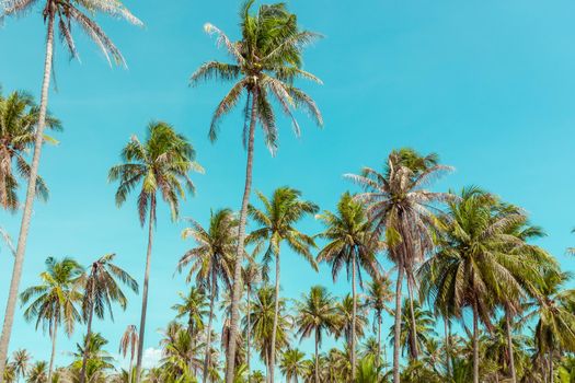 Palm trees under blue sky. Vintage background. Retro toned. Soft focus