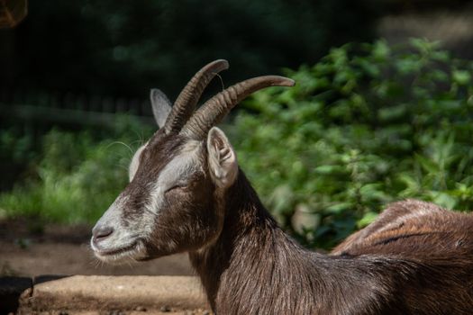 Goat with horns graze on the edge of the forest