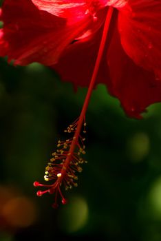 Stamens and pollen on stalks holding long pollen of red hibiscus flower