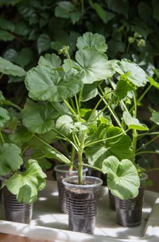 Lots of Geranium plants being grown in plastic