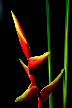 Hanging lobster claws flower in black background