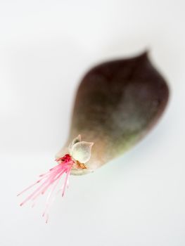 Small roots that grow from the base of the succulent plant leaf