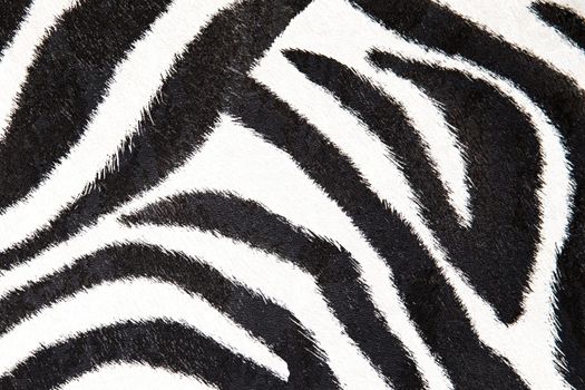 zebra background, black and white stripes, coloured wall