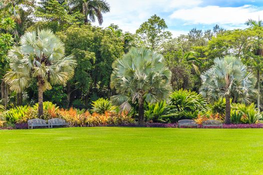Beautiful garden with nice lawn and palms