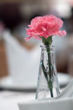 Pink carnation adorned in thin glass vases placed on a dining table