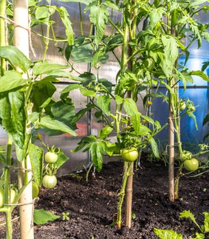 Green tomatoes growing in greenhouse in garden