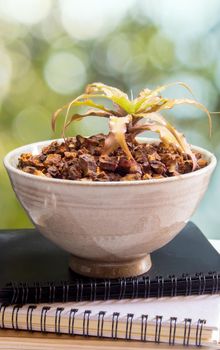 Orthophytum bromeliad growing in the small ceramic pot, houseplant for room decoration