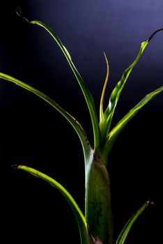 Leaves of banana shoots on black background