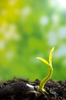 Freshness new life growing from seed, leaves of young plant seedling in nature