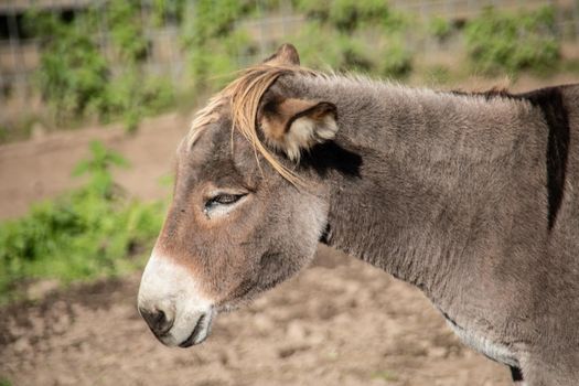 Horses and donkeys eating in the pasture