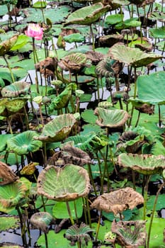 Fresh leaves and wilted leaves in the lotus farm field