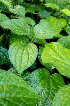 Surface texture on Leaves of Piper sarmentosum, Herb plant background or texture