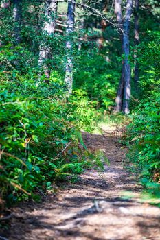 Surami pine forest with fern plants in sunny summer day