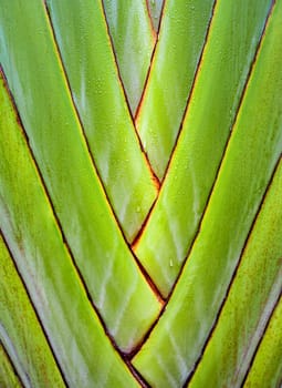 Fresh green color and texture on body of traveler's palm, Ravenala banana